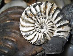 mineralizzazione di un'ammonite