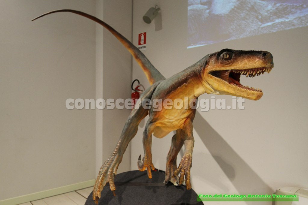 Ricostruzione dell'Herrerasaurus ischigualastensis (Triassico)