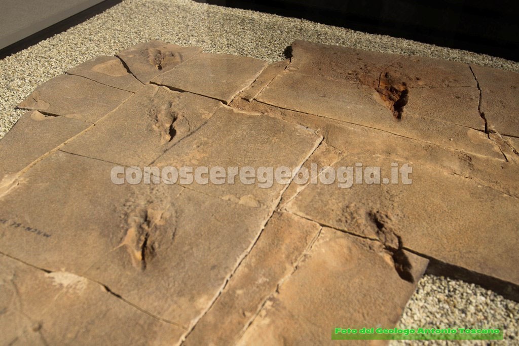 Tracce di impronte fossilizzate
