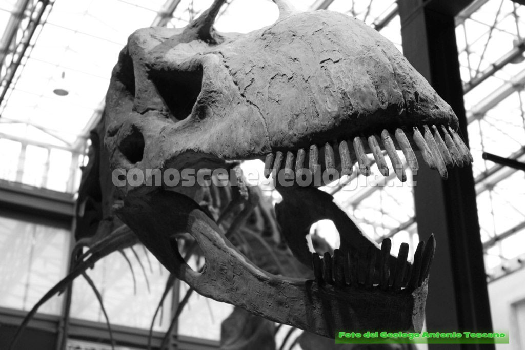 Argentinosaurus huinculensis, particolare del cranio