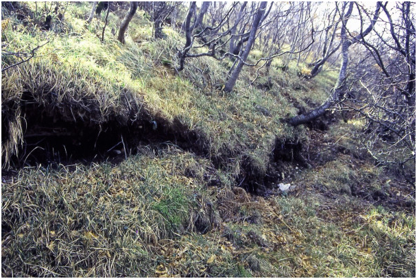 Scarpata di faglia del terremoto dell’Irpinia del 1980 sul monte Carpineta, qui il rigetto verticale ha raggiunto anche 120 cm.